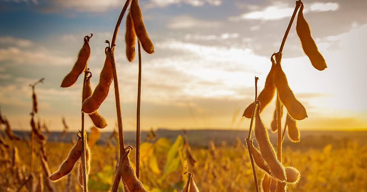 Produtor agrícola referência em agricultura regenerativa conta sobre os benefícios do uso do K Forte®