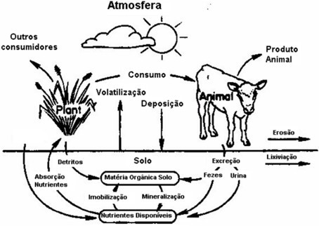 Ciclo de nutrientes minerais simplificado para ecossistema de pastagem