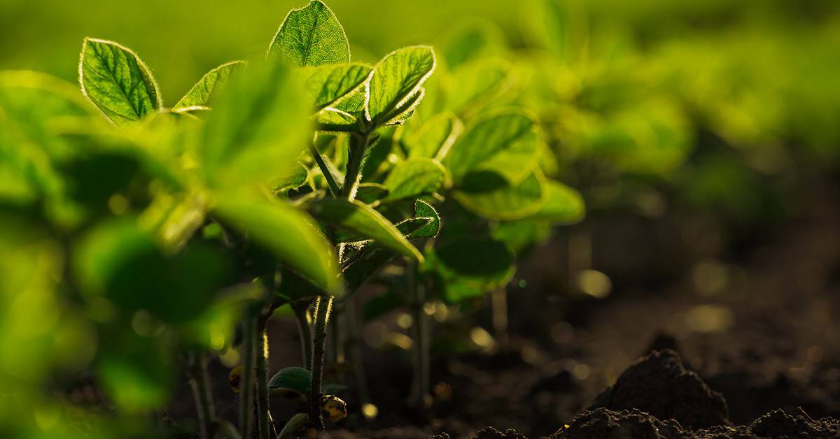 Como os microrganismos afetam a disponibilidade de nutrientes?