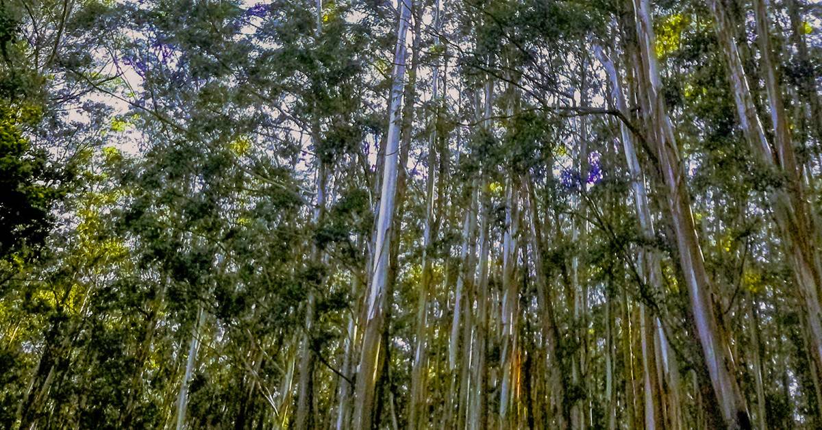 Descubra a influência da fertilidade do solo na produtividade do eucalipto