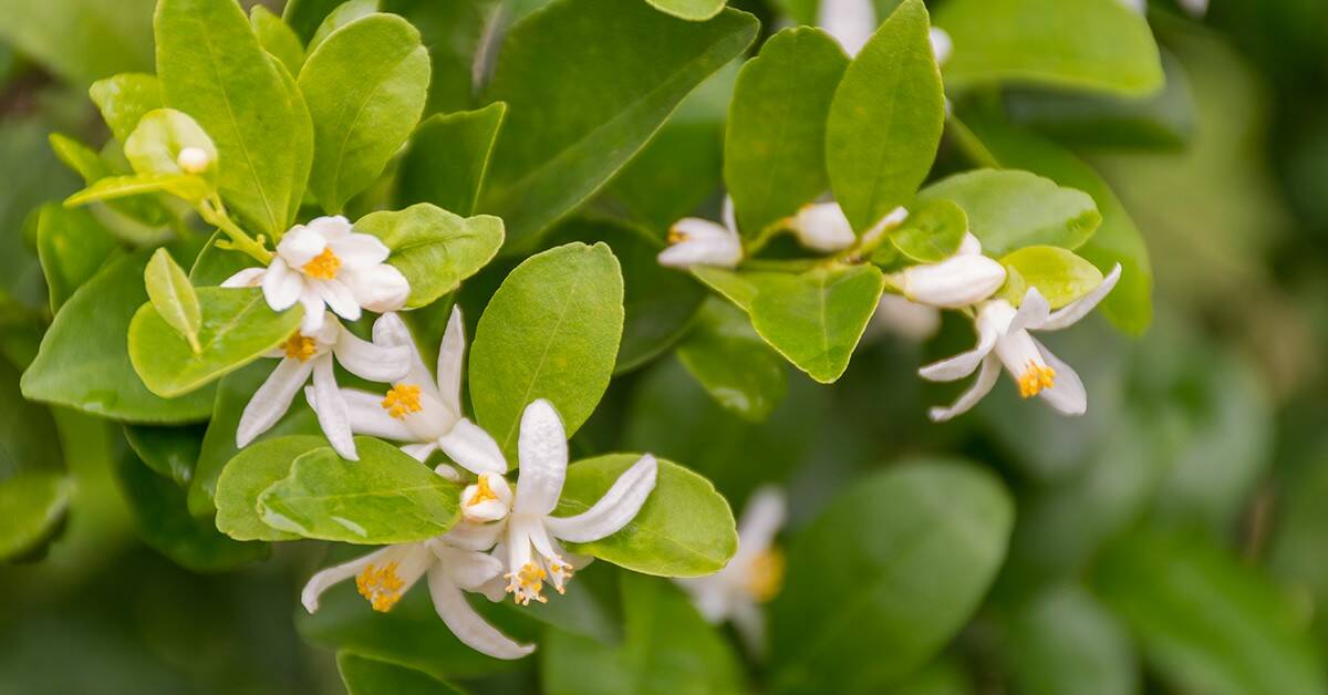 Florada dos citros: por que o potássio é um nutriente importante?
