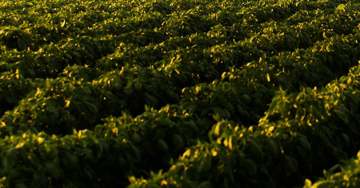 Por que o potássio é considerado o nutriente da qualidade na produção agrícola?