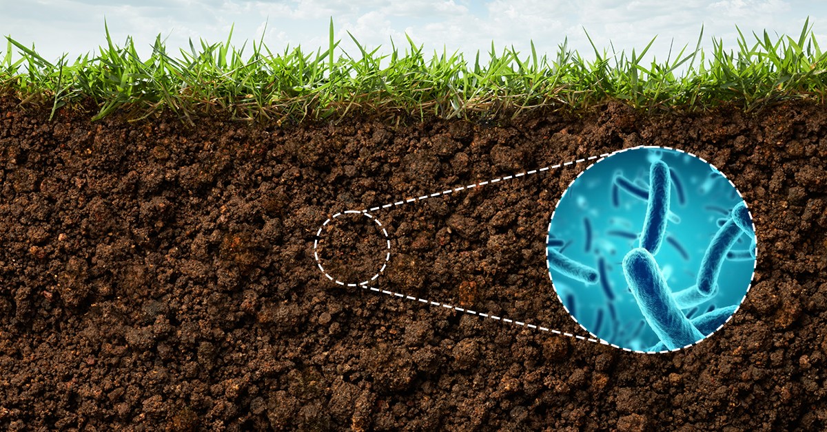 Por que os microrganismos do solo são essenciais para a nutrição de plantas?