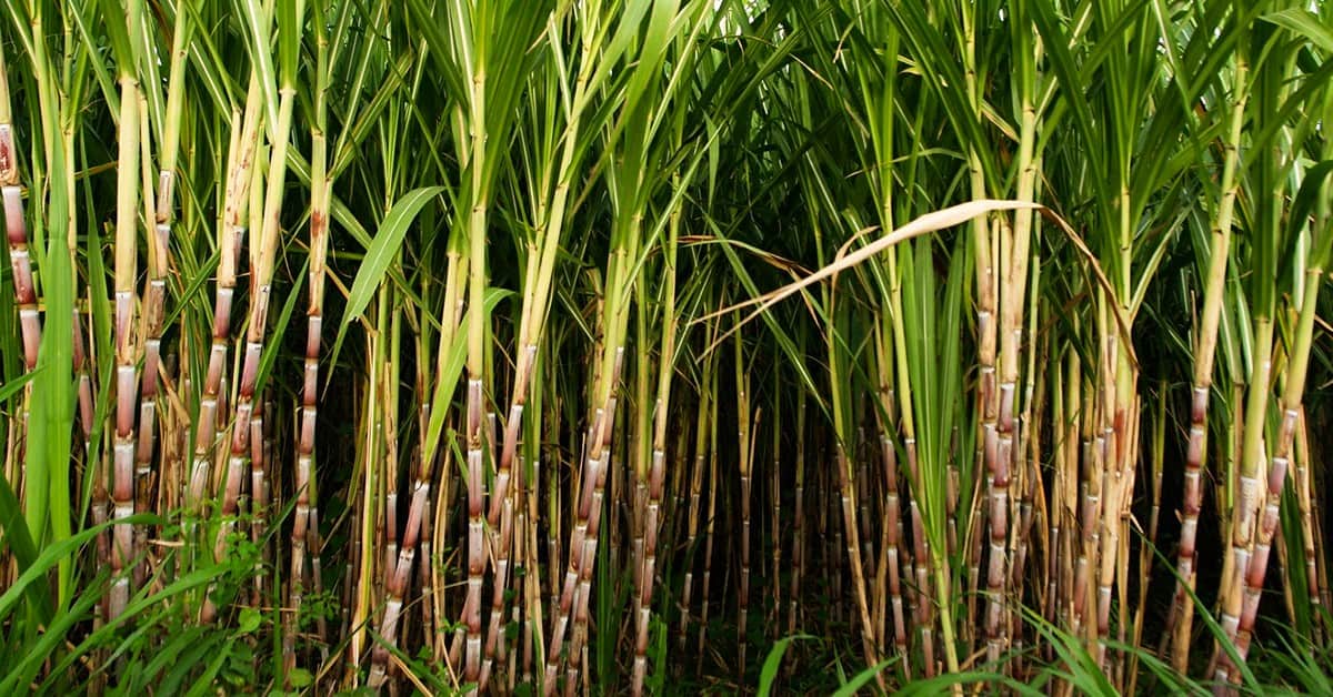 Qual a influência da fertilidade do solo na produtividade da cana?