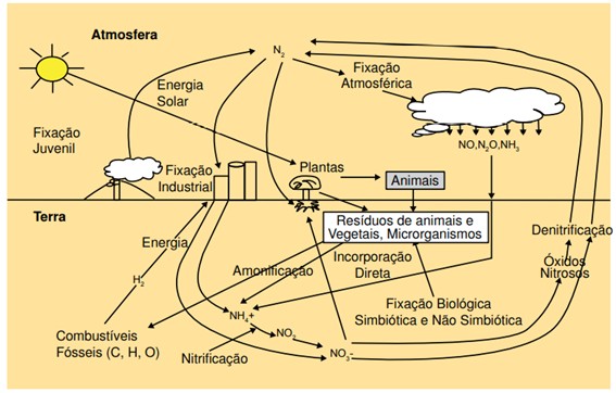 Representação Esquemática Do Ciclo Do Nitrogênio