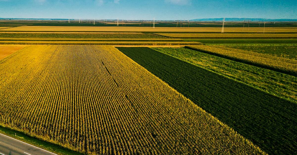 Técnico em agropecuária de Balsas – MA fala dos benefícios do uso do K Forte® em programas de manejo biológico