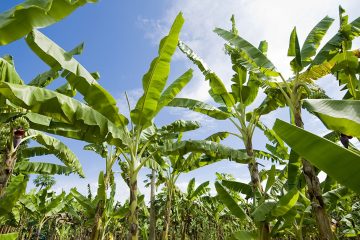 Agricultor De Barreiras – Ba Fala Sobre Os Benefícios Do Uso Do Baks® Na Fruticultura