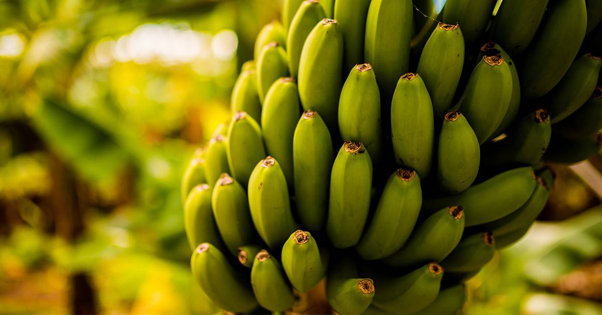 Agricultor de Indianópolis – MG conta os resultados surpreendentes do K Forte® em diferentes culturas - Agricultor de Indianapolis – MG conta como o K Forte® melhorou a qualidade das suas lavouras
