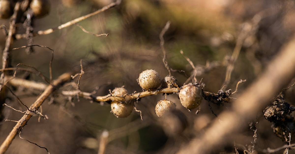 Como fazer a identificação de nematoides em soja?