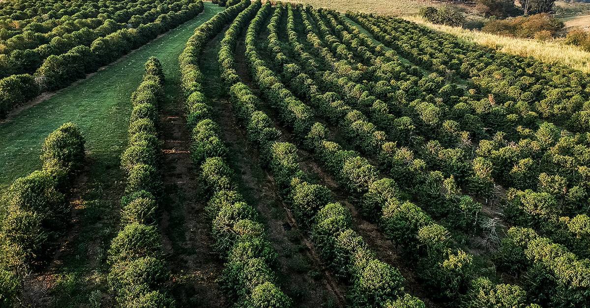 Conheça as vantagens do uso do Bacillus aryabhattai na agricultura