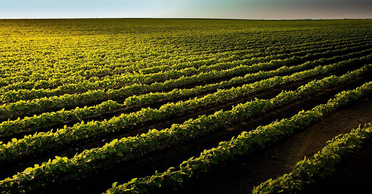 Descubra a influência da fertilidade do solo na produtividade da soja