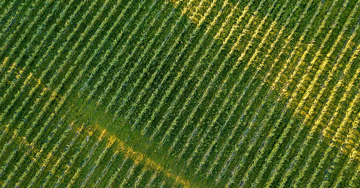 Manejo de fertilizantes no solo: quais cuidados devem ser levados em consideração ao se aplicar potássio?