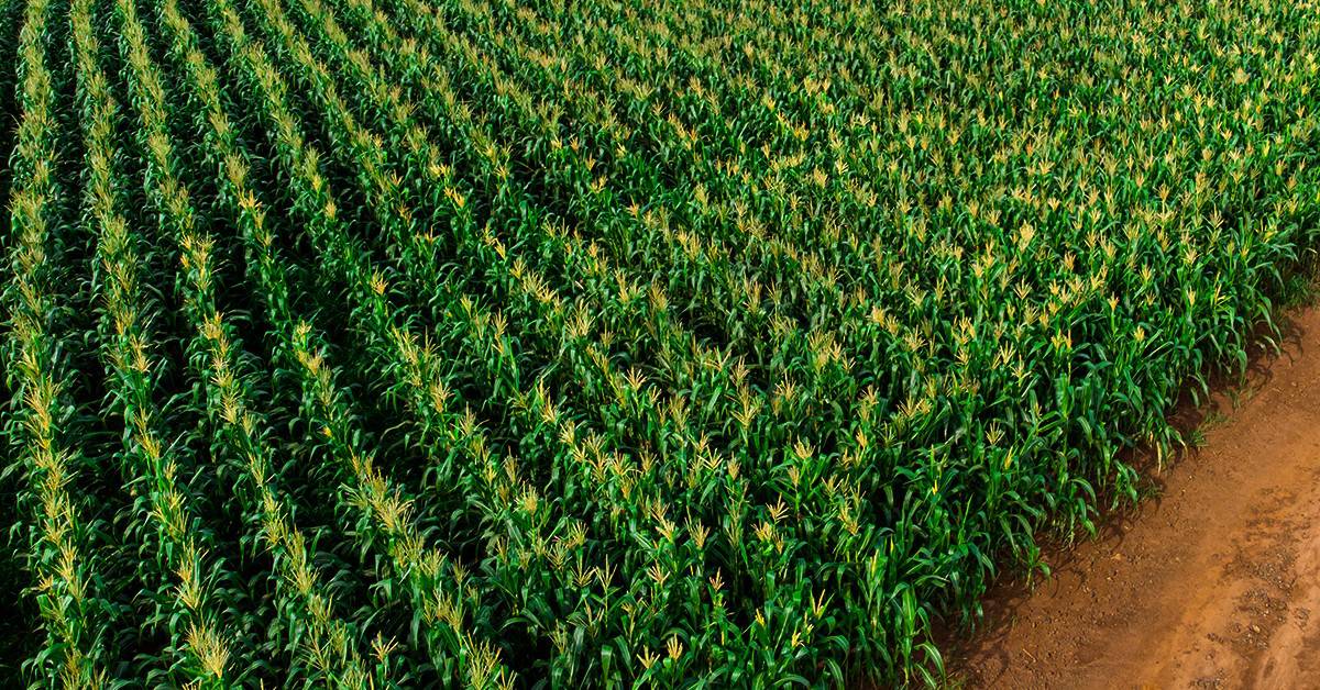 Nematoides em milho como identificar e fazer o manejo