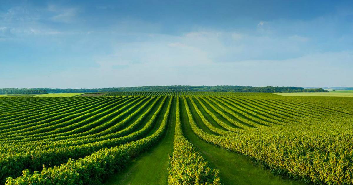 Qual a importância do potássio na agricultura brasileira? - Qual a importancia do potassio na agricultura brasileira