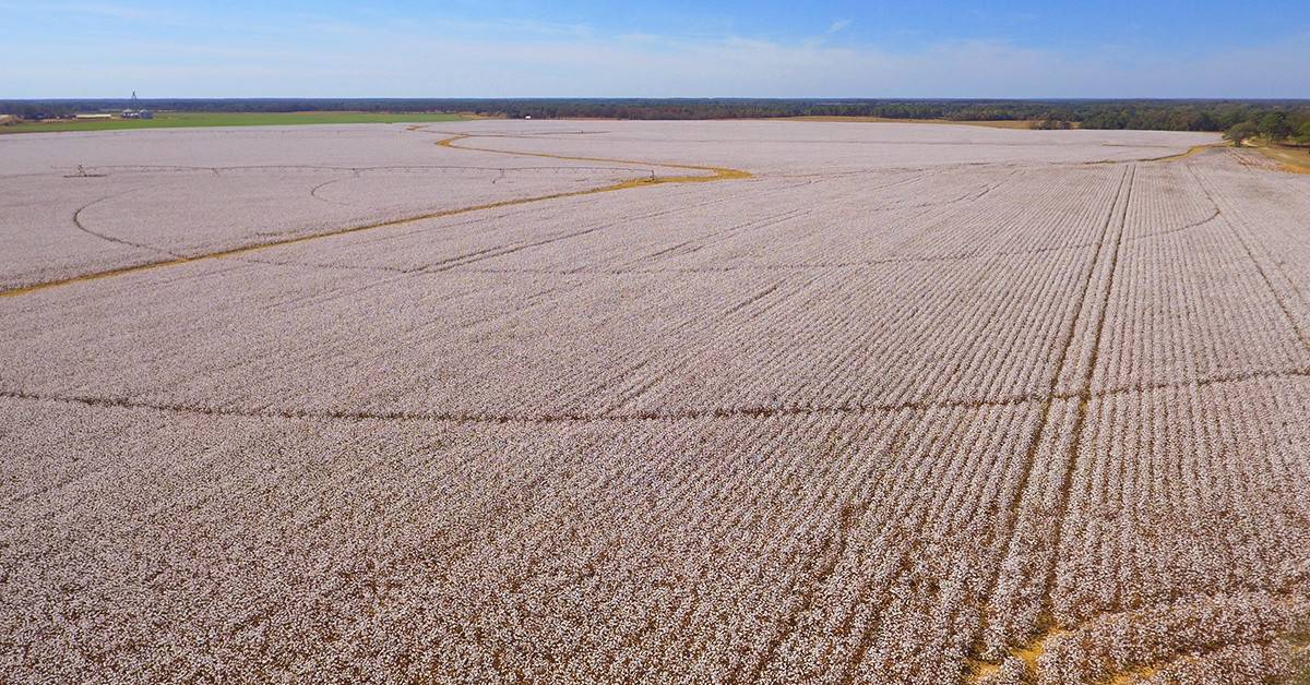 Qual a influência da fertilidade do solo na produtividade do algodão?
