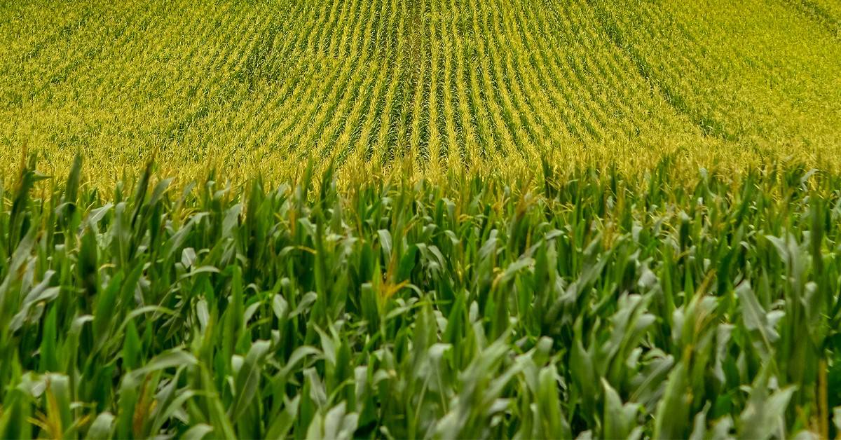 Qual a influência da fertilidade do solo na produtividade do milho?