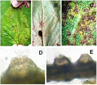 Sintomas Da Ferrugem Asiática Em Folhas De Soja (A, B, C) E Características Das Estruturas Reprodutivas (D E E) Do Agente Causal Da Doença, O Fungo Phakopsora Pachyrhizi