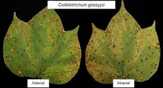 Sintomas De Ramulose (Colletotrichum Gossypii) Em Folhas De Algodão