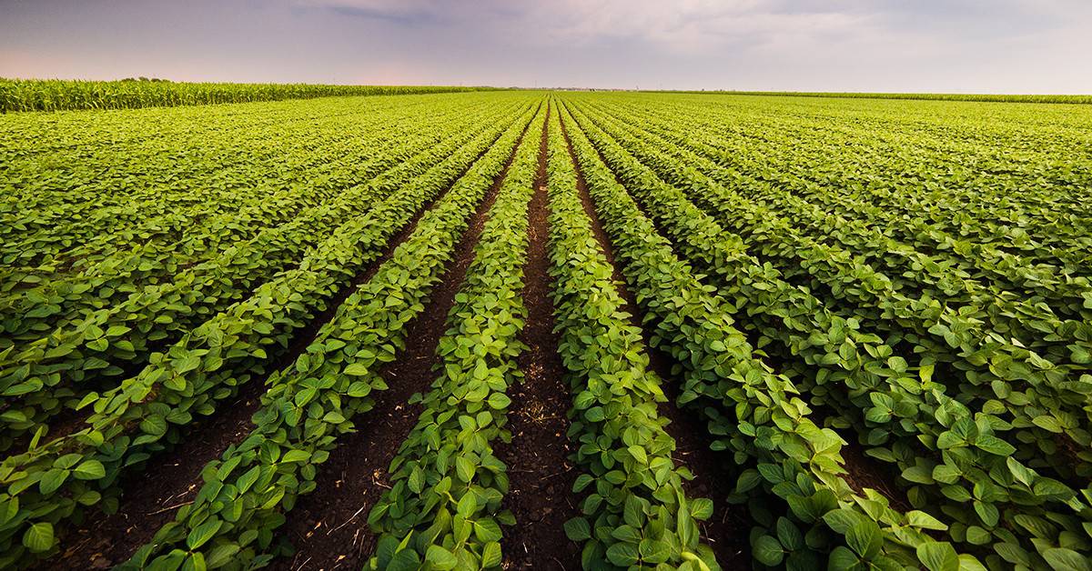Biorremediação do solo: conheça essa técnica e como pode ser utilizada com a introdução do Bacillus aryabhattai nos agroecossistemas - Biorremediacao do solo conheca essa tecnica e como pode ser utilizada com a introducao do Bacillus aryabhattai nos agroecossistemas
