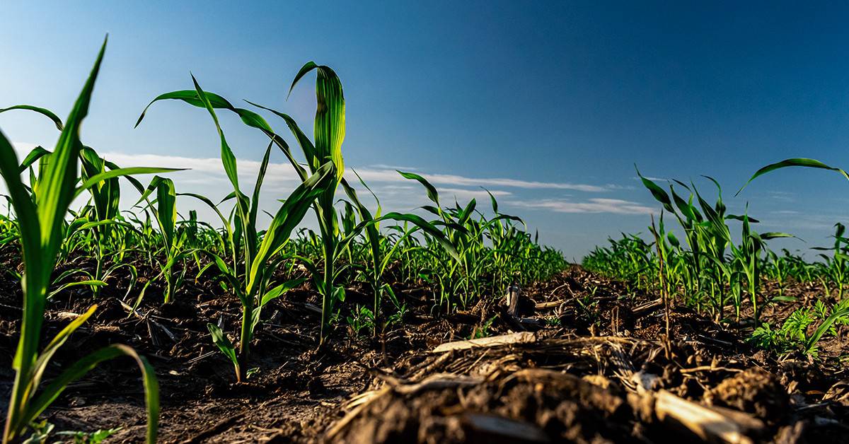 Conheça como a rizobactéria Bacillus aryabhattai controla os agentes causadores dos estresses bióticos em plantas - Conheca como a rizobacteria Bacillus aryabhattai controla os agentes causadores dos estresses bioticos em plantas