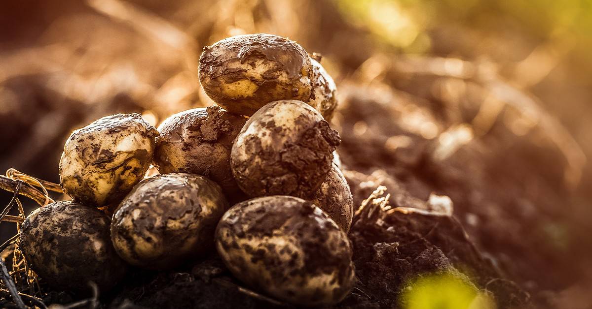 Dia Mundial do Solo: saiba como a agricultura contribui para a saúde desse ecossistema e para a segurança alimentar