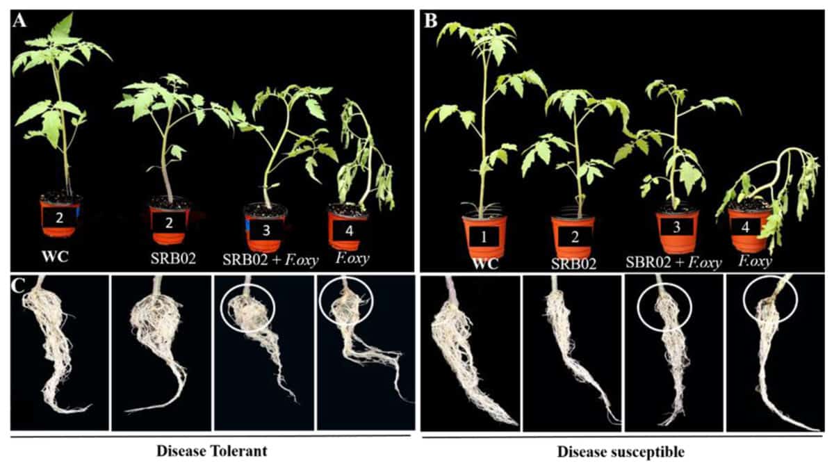 Efeito da inoculação de uma cepa da rizobactéria Bacillus arybhattai em plantas de tomate susceptíveis (esquerda) e tolerantes (direita) a doença fúngica causada pelo patógeno Fusarium oxysporum, um agente causador de estresses abióticos em plantas