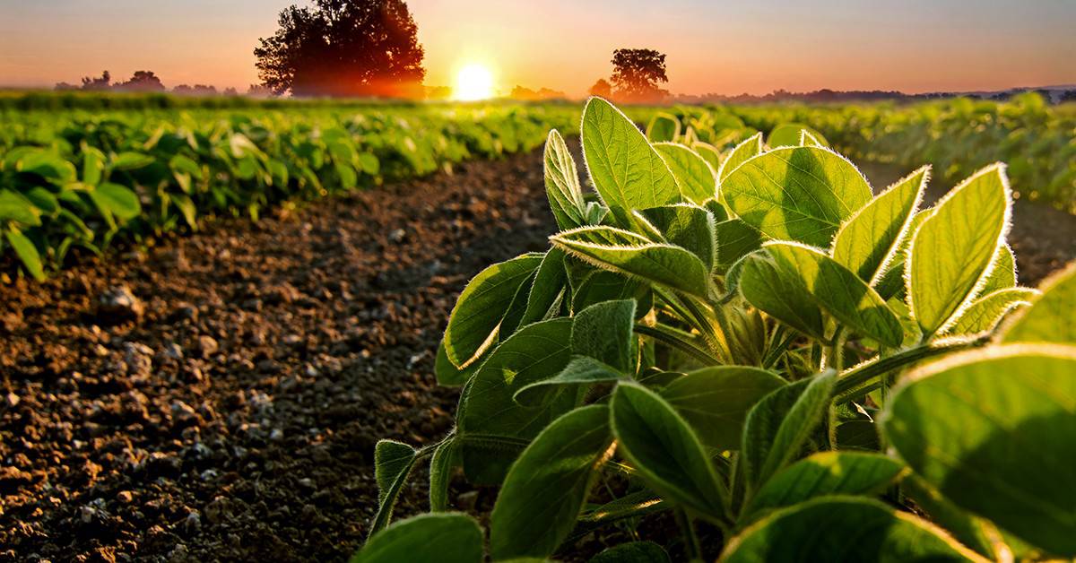 Entenda como o Bacillus aryabhattai melhora a disponibilidade de nutrientes para as plantas