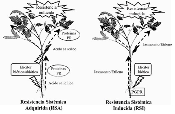 Modelo Esquemático Dos Dois Principais Tipos De Resistência Sistêmica Das Plantas, Que Pode Ser Adquirida Ou Induzida Pelo Uso De Diferentes Elicitores Bióticos, Como Os Microrganismos Do Solo, E Abióticos