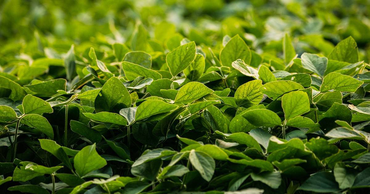 Produtor rural de Miguelópolis – SP conta sobre sua experiência com o BAKS®
