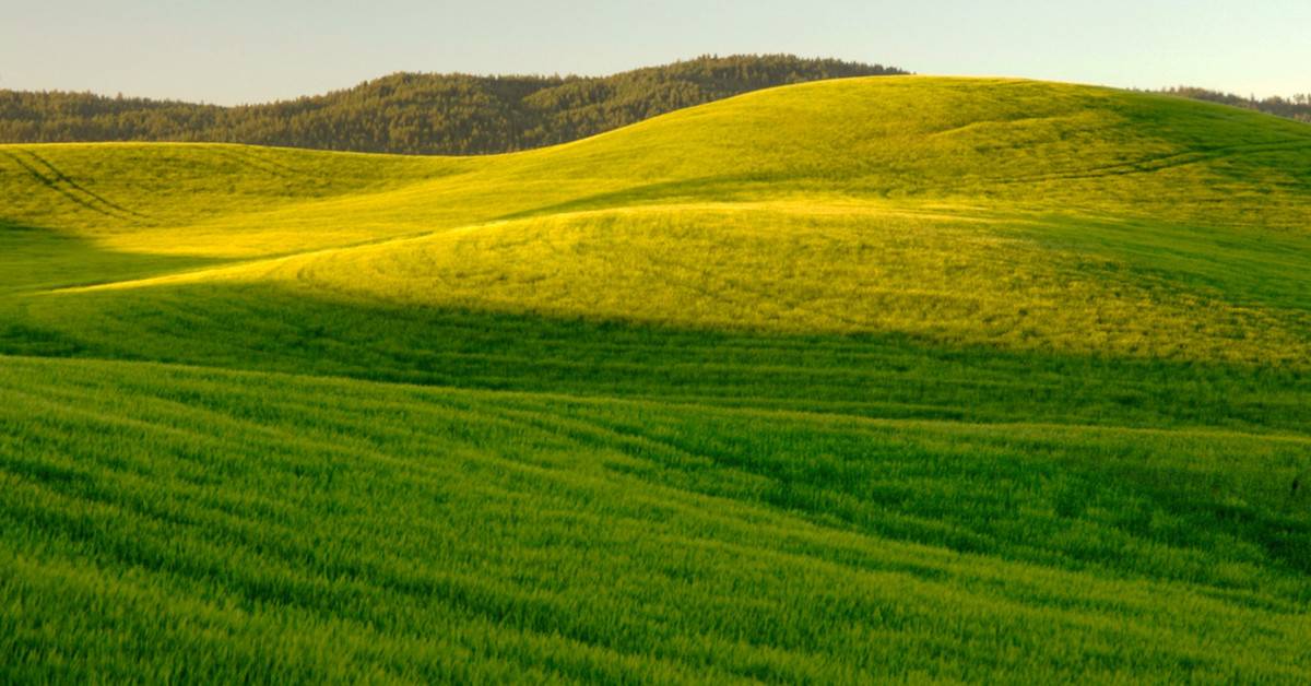 Adubo para pastagem: entenda porque usar