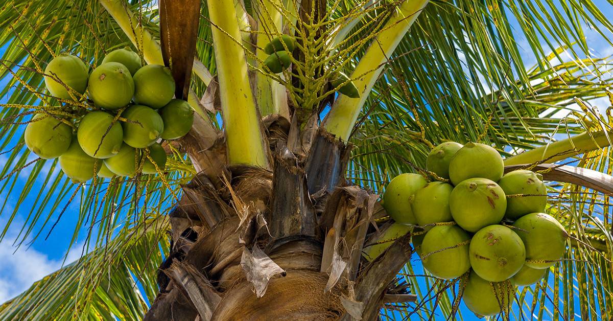 Agricultora de Dianópolis - TO conta como o uso do K Forte® aumentou a rentabilidade e melhorou a saúde do solo