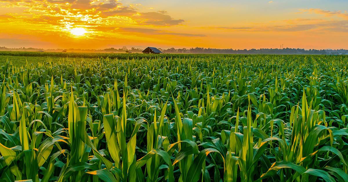 Como escolher o melhor fertilizante para milho?