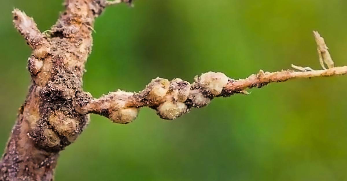 Como fazer a identificação dos nematoides na cana de açúcar?