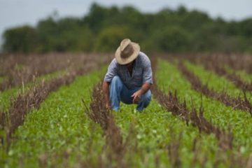 Conheça O K Forte® E O Baks®, Fertilizantes Inovadores E Eficientes Que Vêm Sendo Utilizados Por Agricultores De Todo O Brasil