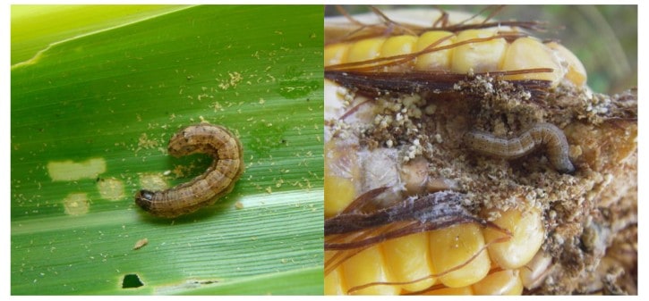 Danos e características morfológicas das espécies de lagartas do milho Spodoptera frugiperda, à esquerda, e Helicoverpa armigera, à direita