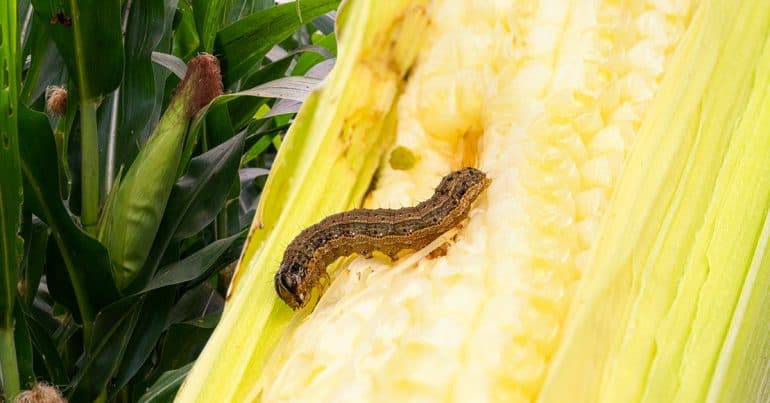 Descubra como identificar as principais lagartas do milho