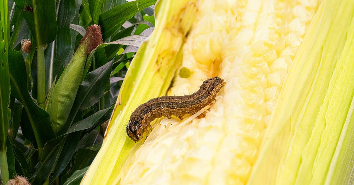 Descubra como identificar as principais lagartas do milho