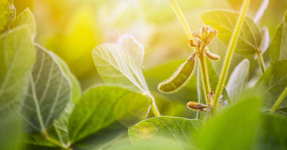 Descubra quais culturas de cobertura podem aumentar a produtividade da soja