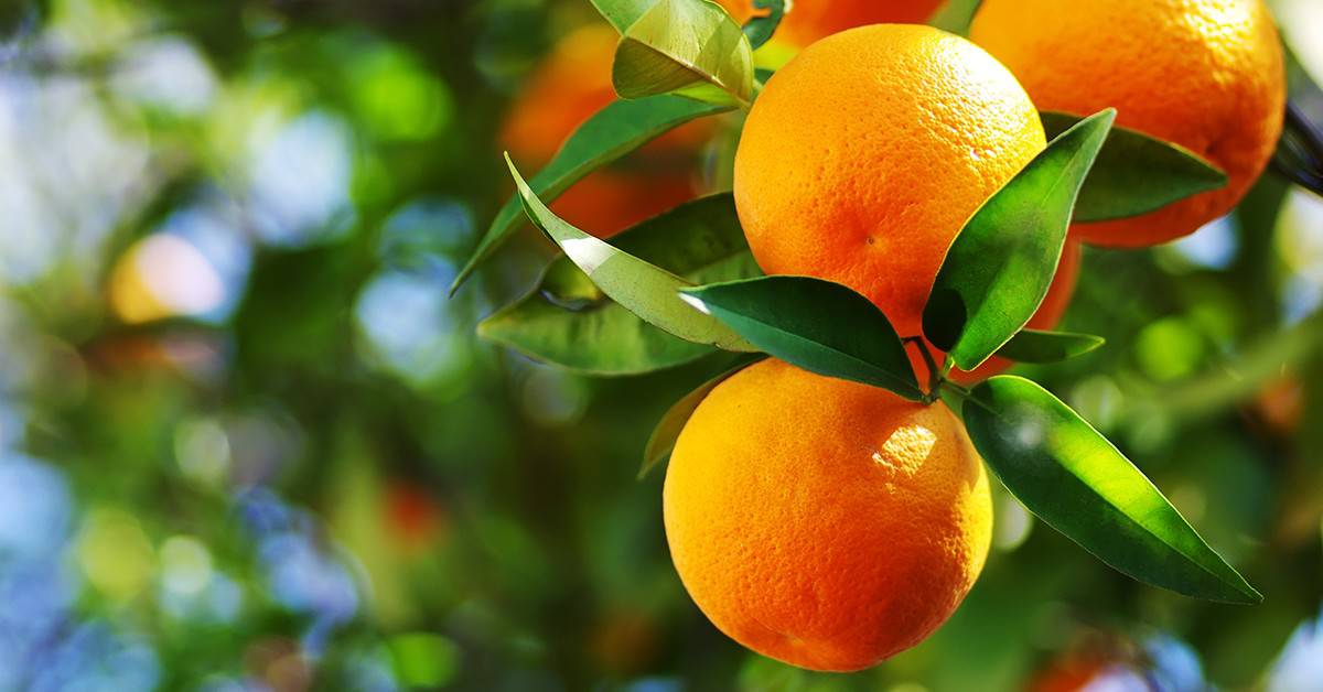 Entenda como escolher o melhor fertilizante para citros