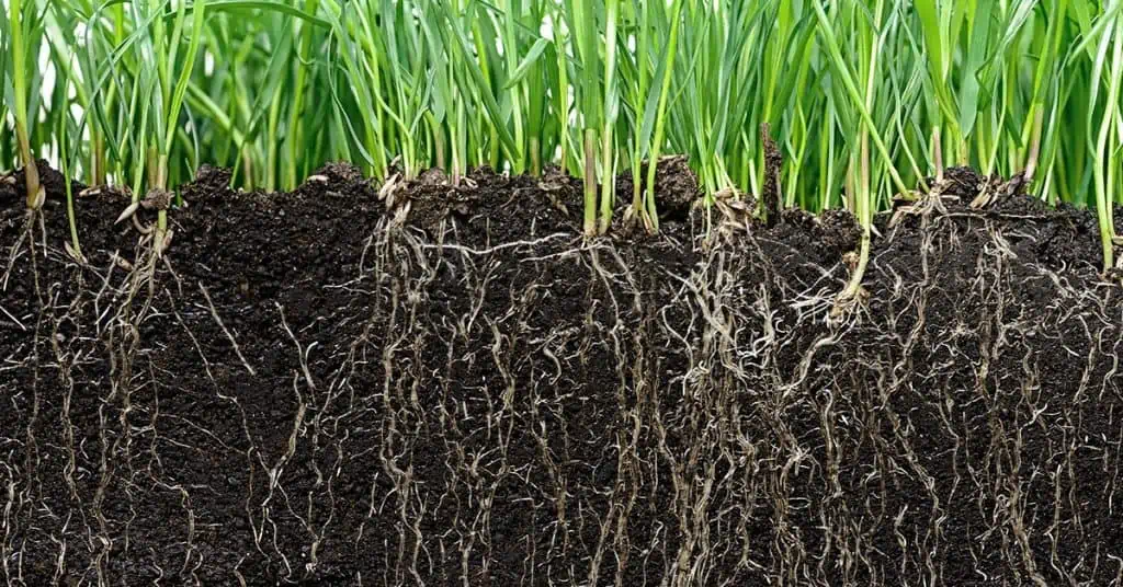 Entendendo a rizosfera. como a comunidade microbiana afeta a nutrição e saúde das plantas