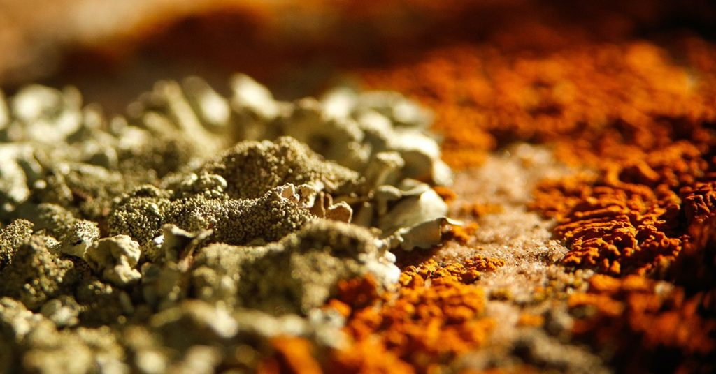 Fungos micorrízicos e nutrição de plantas. uma parceria eficaz na agricultura