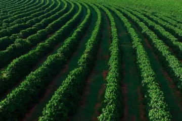 Meio Ambiente, Solo, Nutrição De Plantas E Sustentabilidade Agrícola. O Equilíbrio Perfeito Para O Futuro Da Agricultura