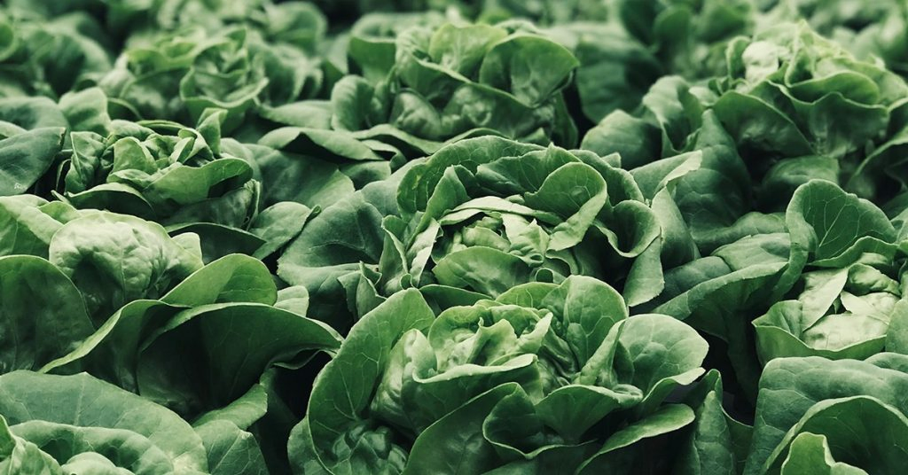 Nutrição vegetal e biorregulação no desenvolvimento de plantas