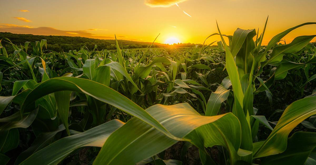 O que é fertilizante na agricultura e quais são os mais utilizados