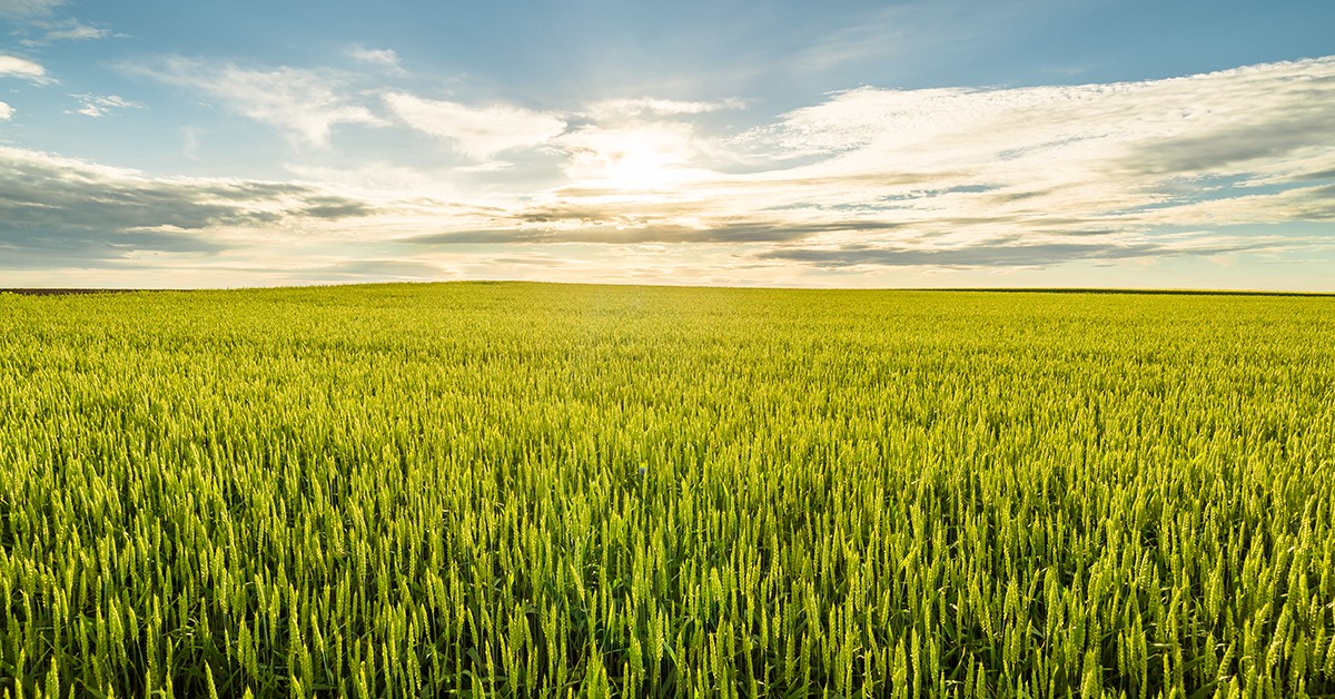 Por que o uso de fontes de potássio para adubação na agricultura é benéfico?