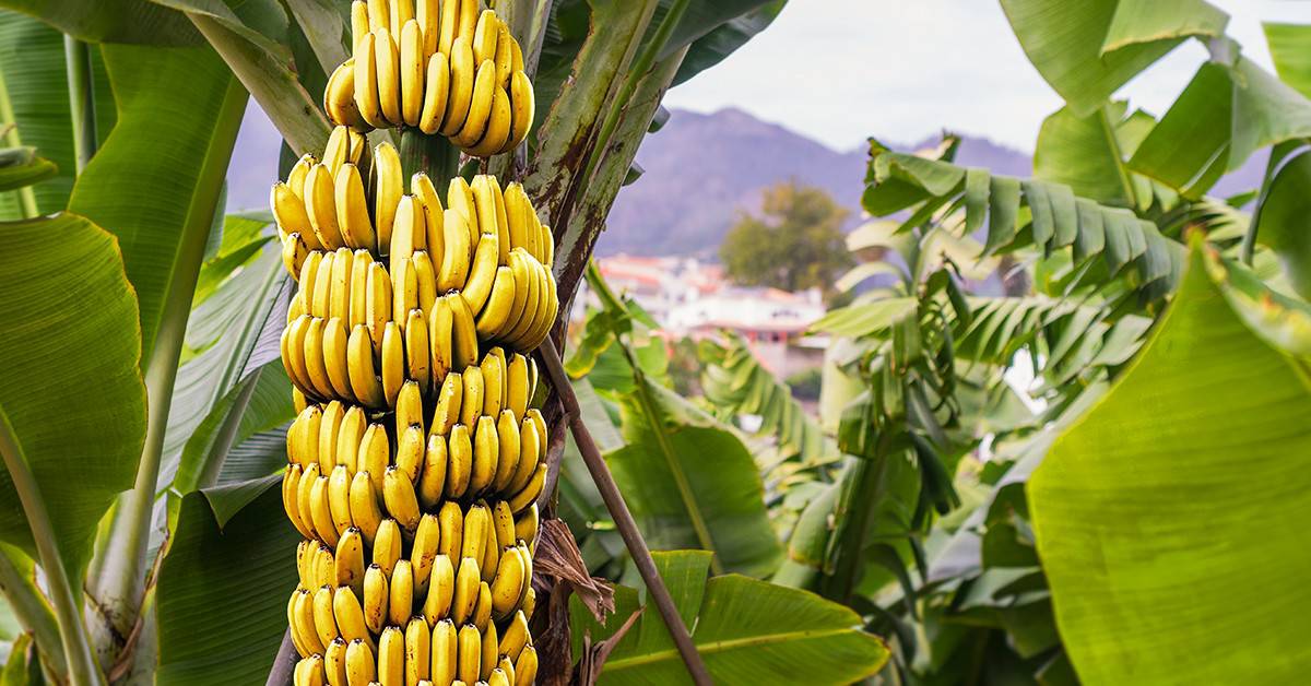 Por que utilizar adubo para banana?
