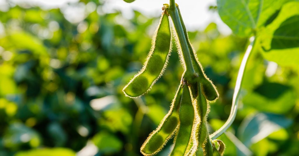 Professor e consultor agrícola conta como o uso do K Forte® ajudou a melhorar a nodulação e alcançar melhores resultados na soja