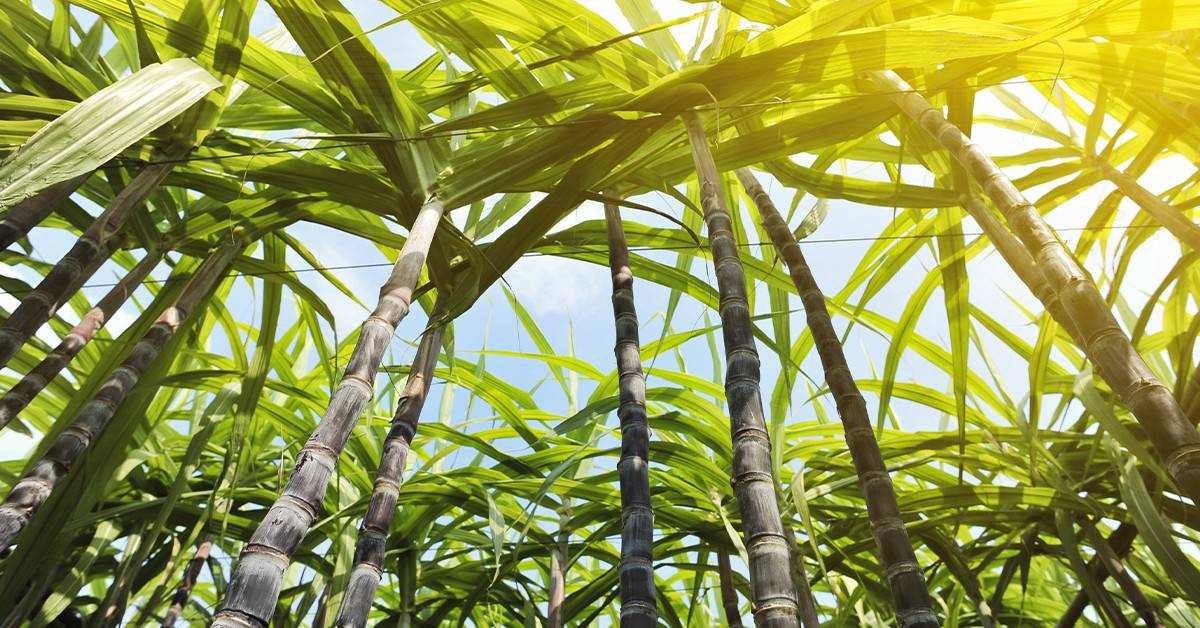 Quais são as boas práticas no manejo de plantas daninhas na cultura da cana-de-açúcar?