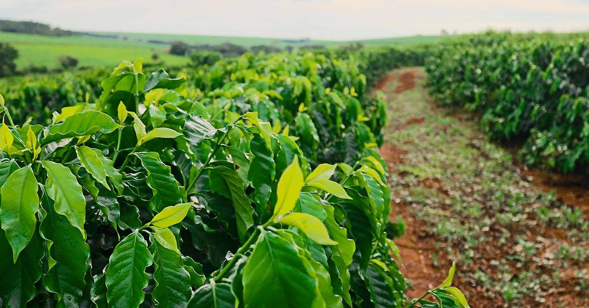 Qual a importância da nutrição de plantas no manejo integrado de pragas?