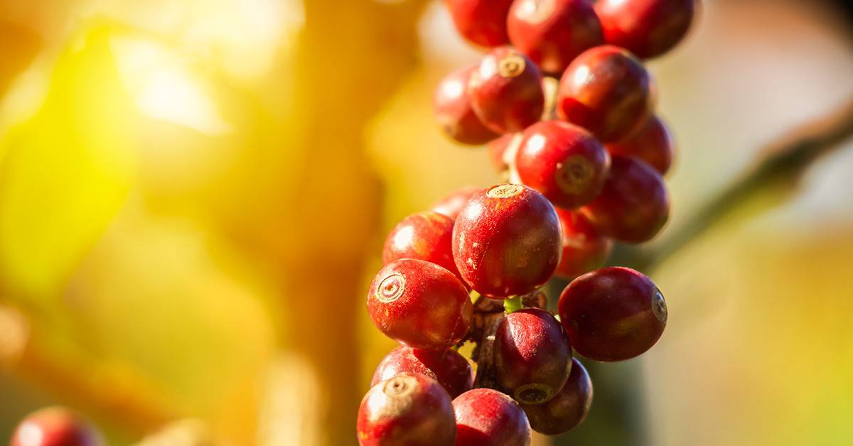 Qual o melhor adubo para café?